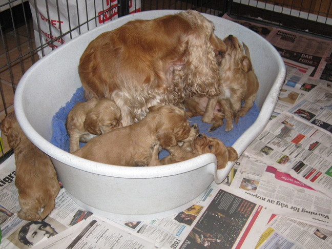 Dragongrdens Kennel